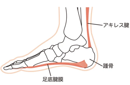 足底腱膜炎|淡路島|vive整体院|六層連動操法